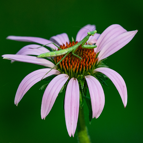 Mantis on flower